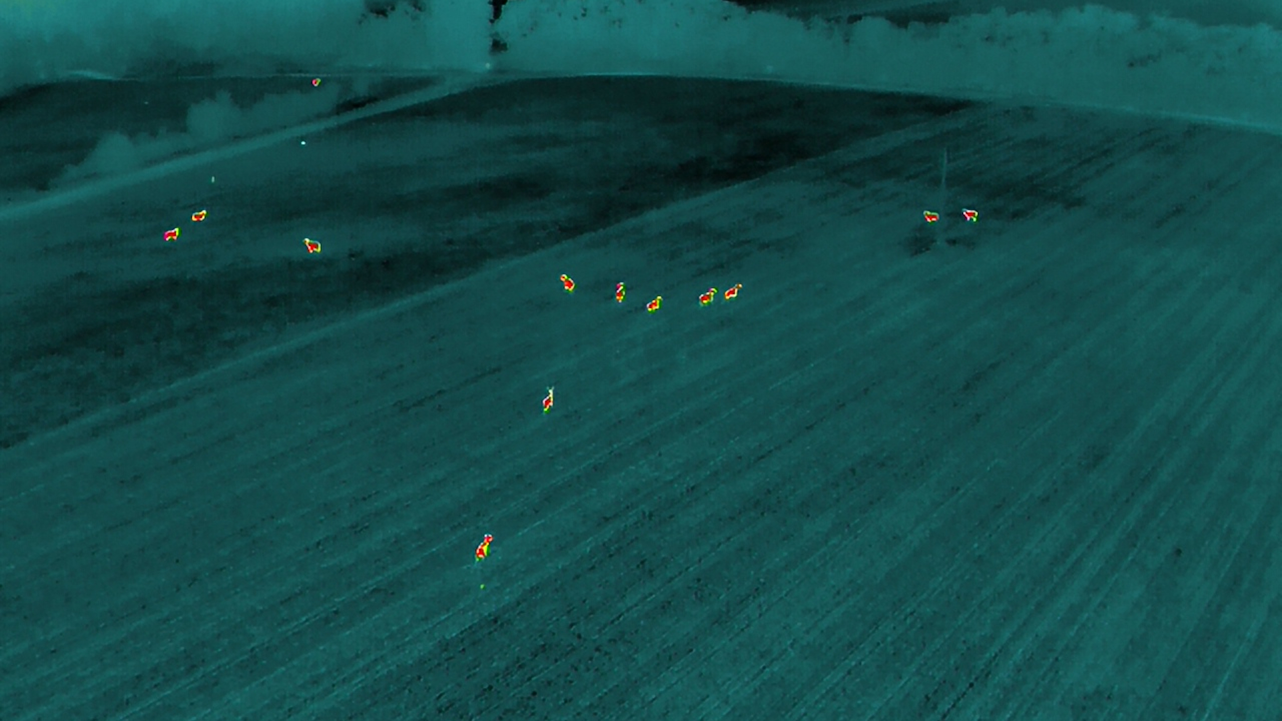 Hajnali megfigyelés hőkamerás egységgel Hajnali megfigyelés hőkamerás egységgel