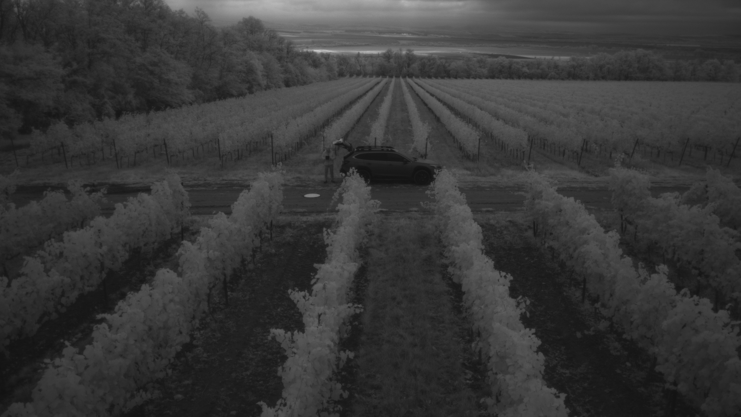 Szőlősorok - Infravörös (NIR) tartomány Szőlősorok - Infravörös (NIR) tartomány